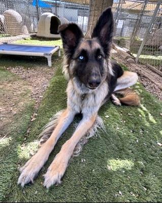 Sage / Idgie / Roni (5688) #5688: Female Dog