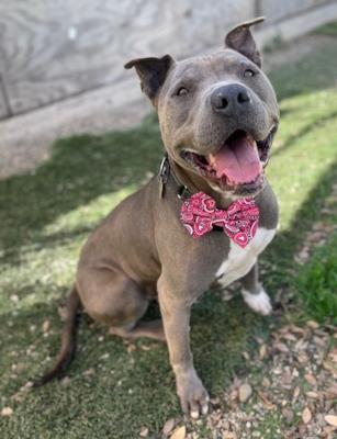 Shef (5900) #5900: Male Dog