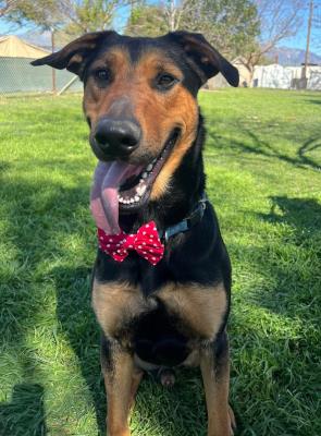 Simba (6011) #6011: Male Dog