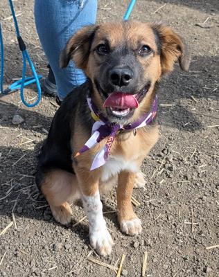 Snickerdoodle #t: Female Dog