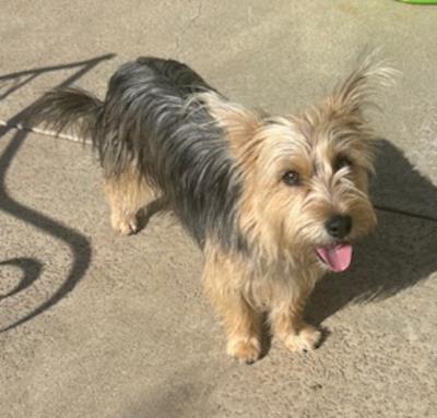 Whiskey #t: Male Dog