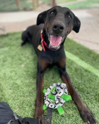 Willow (5909) #5909: Female Dog