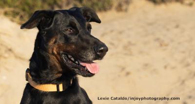 Willow #t: Female Dog