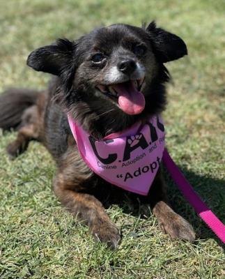 Zoe #t: Female Dog