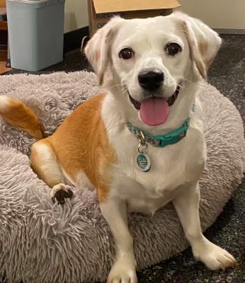 Bippity Boppity Boop