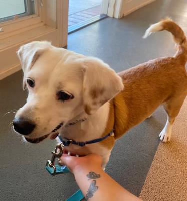 Bippity Boppity Boop