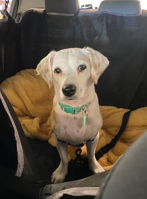 Bippity Boppity Boop