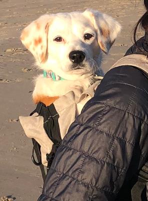 Bippity Boppity Boop