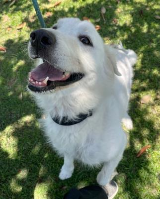 Casper / Simba
