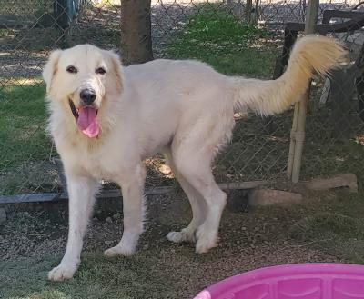 Casper / Simba