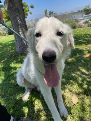 Casper / Simba