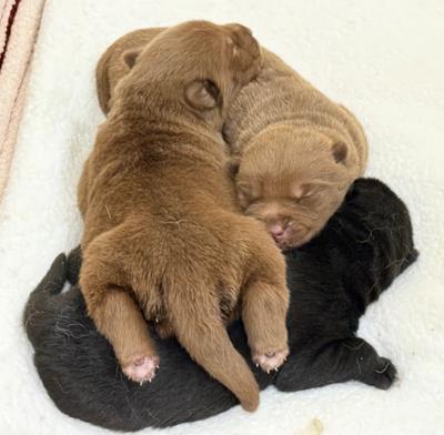 Big Girl / Mocha (5906)