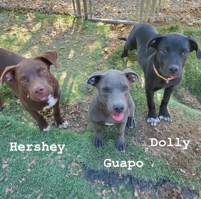 Hershey
