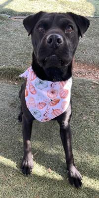 La Brea / Luna (5968)