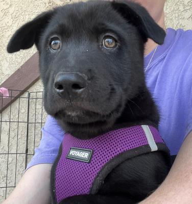 Little Boy / Taz (5908)