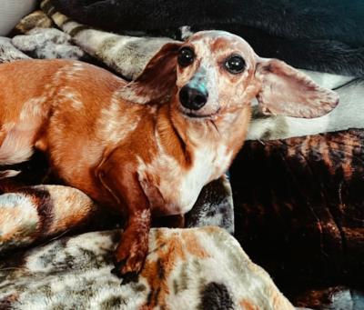 Lulu