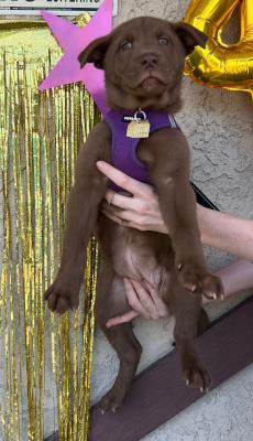 Big Girl / Mocha (5906)